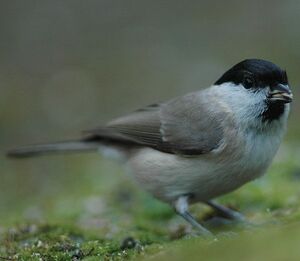 Marsh Tit