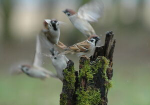 Eurasian Tree Sparrow