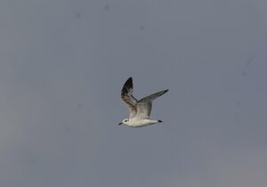 Mediterranean Gull