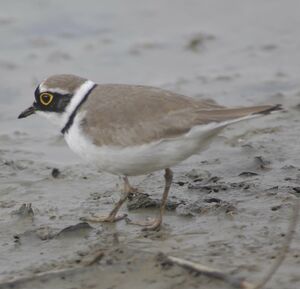 Little Ringed Plover