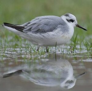 Phalarope � bec large