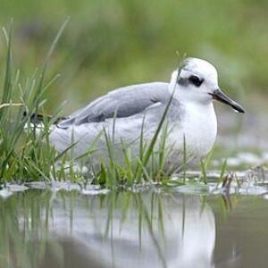 Red Phalarope