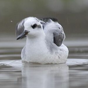 Phalarope � bec large