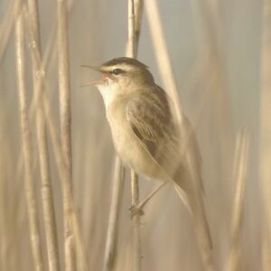 Phragmite des joncs