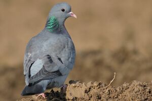 Pigeon colombin 
&copy; Cl�ment Stievenart