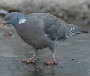 Pigeon ramier 
&copy; Cl�ment Stievenart