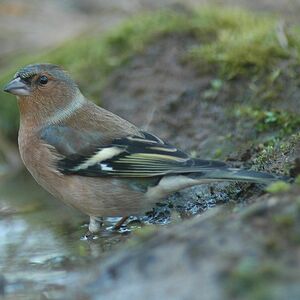 Common Chaffinch
