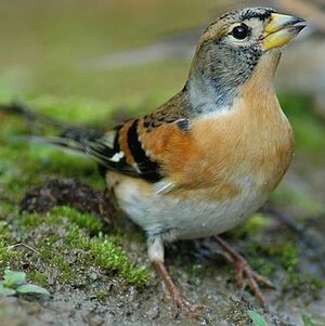 Brambling