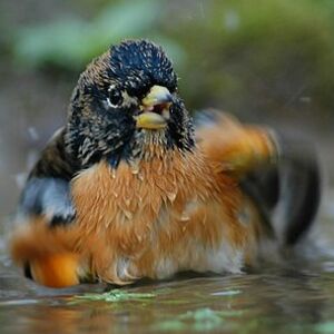 Brambling
