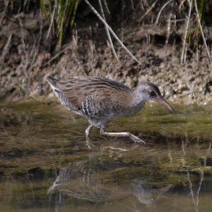 Water Rail