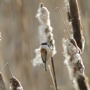 Eurasian Penduline Tit