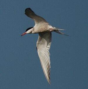 Common Tern