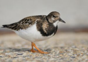Ruddy Turnstone 
&copy; Cl�ment Stievenart