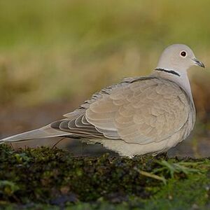 Eurasian Collared Dove 
&copy; Cl�ment Stievenart