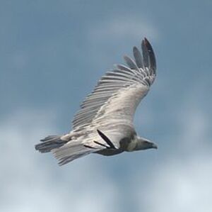 Vautour fauve
