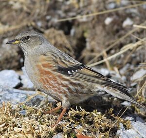 Accenteur alpin 
&copy; Corentin Kermarrec