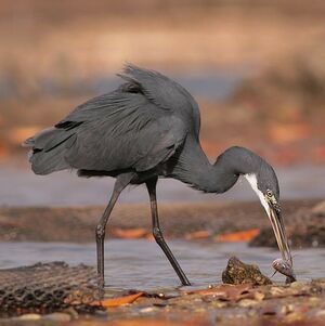 Aigrette des r�cifs 
&copy; Corentin Kermarrec