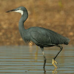 Aigrette des r�cifs 
&copy; Corentin Kermarrec