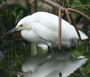Aigrette neigeuse
