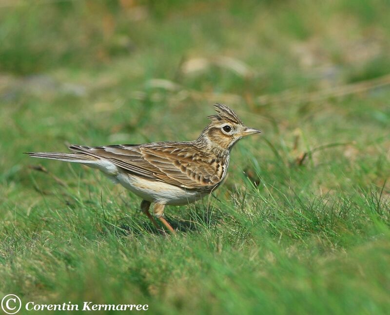 Eurasian Skylark male adult breeding