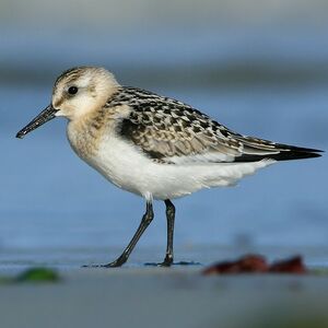 B�casseau sanderling