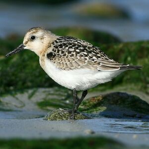 B�casseau sanderling