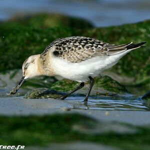 B�casseau sanderling