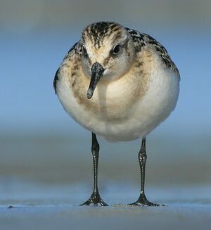 B�casseau sanderling