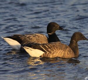 Bernache cravant 
&copy; Corentin Kermarrec