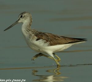 Common Greenshank 
&copy; Corentin Kermarrec