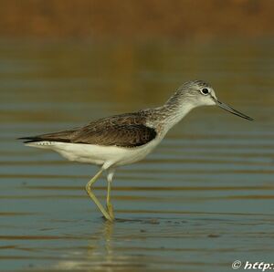 Common Greenshank 
&copy; Corentin Kermarrec