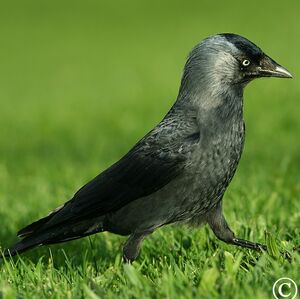 Western Jackdaw