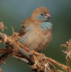 Cordonbleu � joues rouges