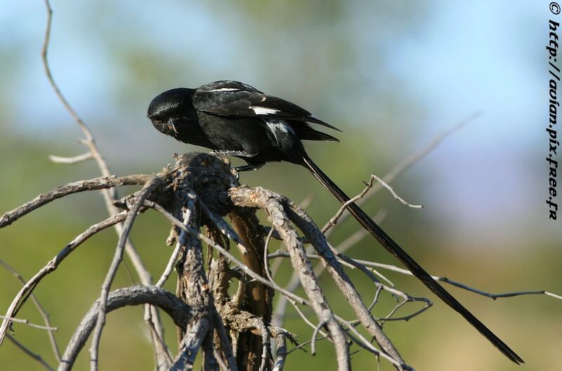 Magpie Shrikeadult post breeding, identification