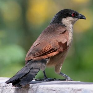 Senegal Coucal
