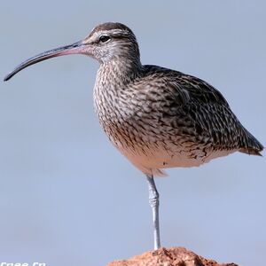 Whimbrel 
&copy; Corentin Kermarrec