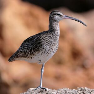 Whimbrel 
&copy; Corentin Kermarrec