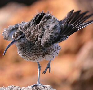 Whimbrel 
&copy; Corentin Kermarrec