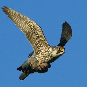 Peregrine Falcon 
&copy; Corentin Kermarrec