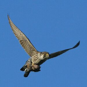Peregrine Falcon 
&copy; Corentin Kermarrec