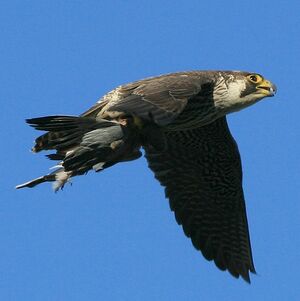 Peregrine Falcon 
&copy; Corentin Kermarrec
