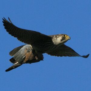 Peregrine Falcon 
&copy; Corentin Kermarrec