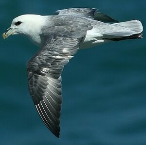 Fulmar bor�al 
&copy; Corentin Kermarrec
