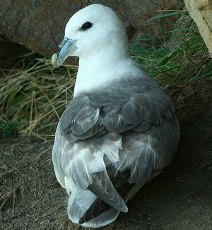Fulmar bor�al 
&copy; Corentin Kermarrec