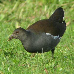 Gallinule poule-d'eau
