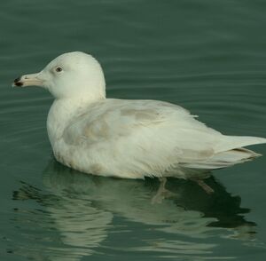 Glaucous Gull