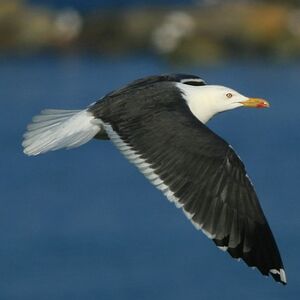 Lesser Black-backed Gull 
&copy; Corentin Kermarrec
