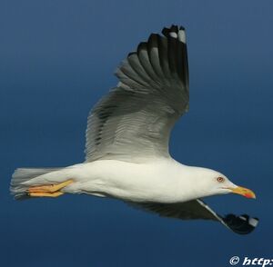 Lesser Black-backed Gull 
&copy; Corentin Kermarrec
