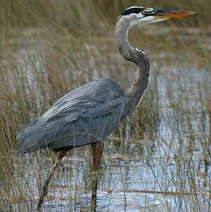 Great Blue Heron 
&copy; Corentin Kermarrec