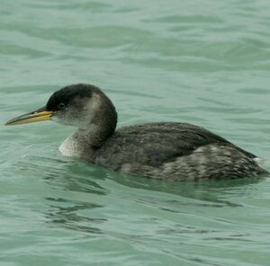 Red-necked Grebe 
&copy; Corentin Kermarrec